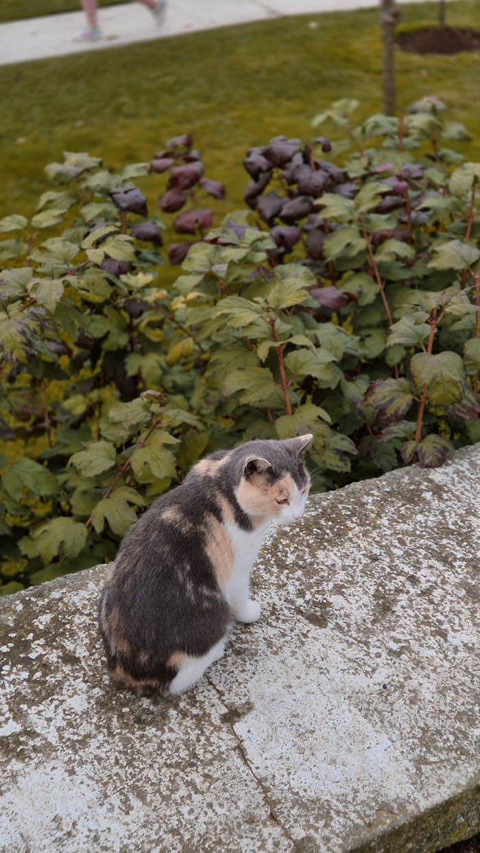 A calico cat sitting on a stone wall in a garden setting, peaceful and serene.